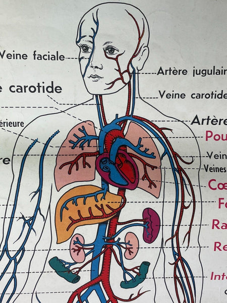 Vintage French Rossignal Anatomical Medical Poster Circulation