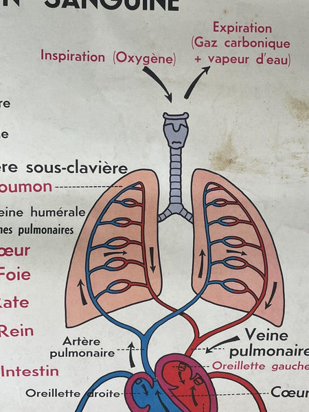 Vintage French Rossignal Anatomical Medical Poster Circulation