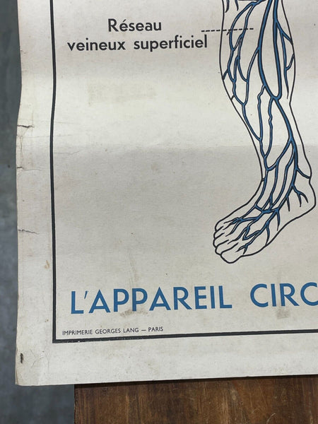 Vintage French Rossignal Anatomical Medical Poster Circulation