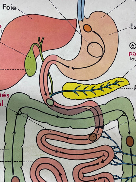 Vintage French Rossignal Anatomical Medical Poster Circulation