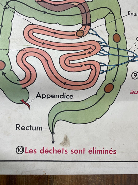Vintage French Rossignal Anatomical Medical Poster Circulation