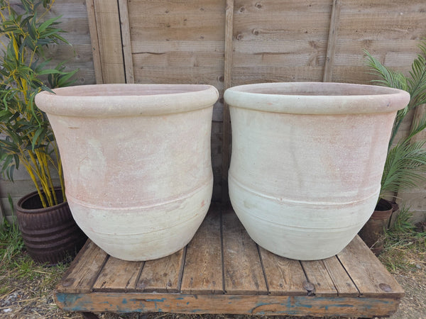 Very Large Rustic Mediterranean Terracotta Olive Tree Garden Plant Pot Planter