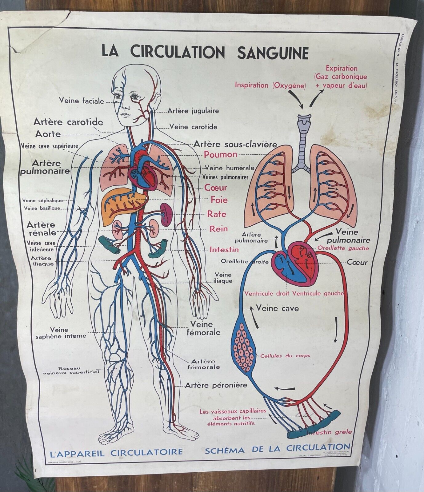 Vintage French Rossignal Anatomical Medical Poster Circulation