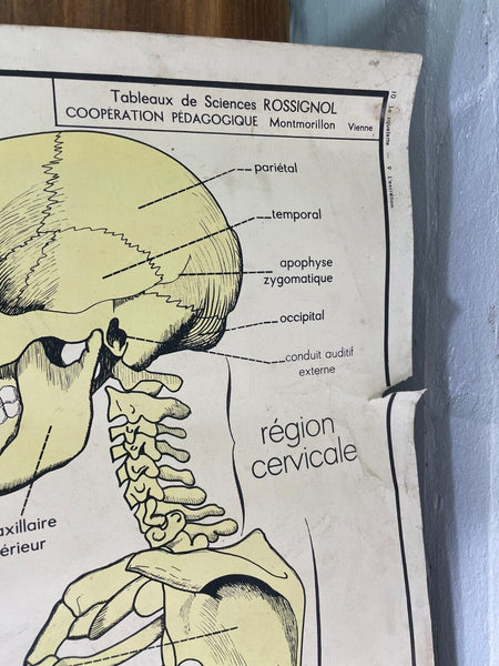 Vintage French Rossignal Anatomical Medical Skeleton Poster