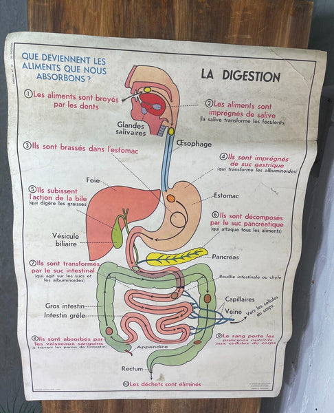 Vintage French Rossignal Anatomical Medical Poster Circulation