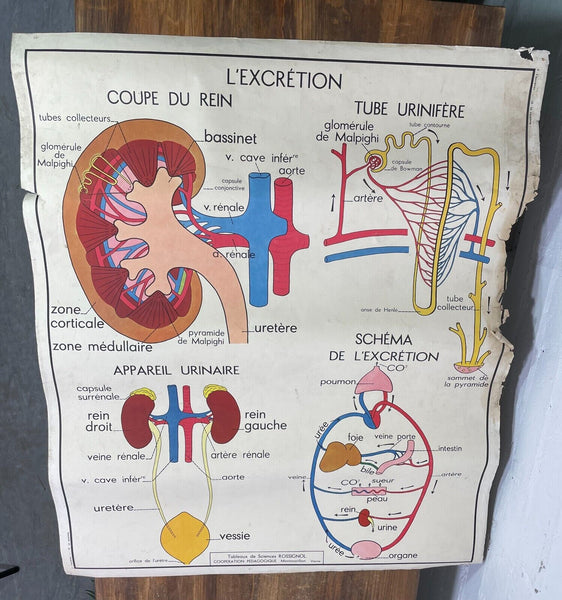 Vintage French Rossignal Anatomical Medical Skeleton Poster